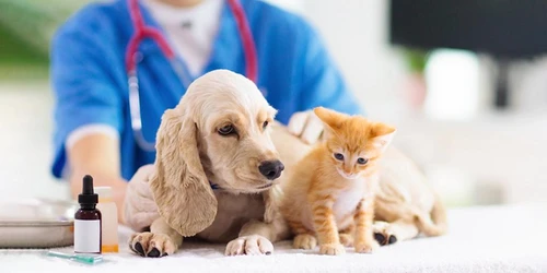 Happy dog with pet insurance protection