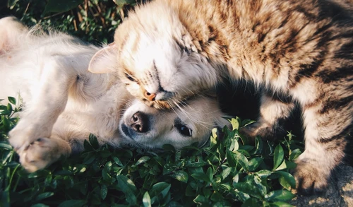 Pet owner reviewing insurance plans on tablet with dog